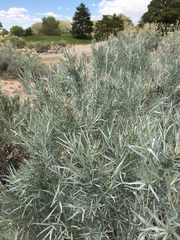 Artemisia cana