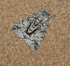 Blenina lichenopa