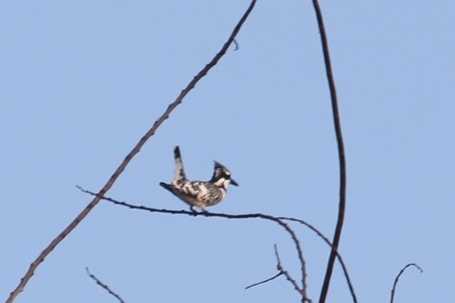 Pied Kingfisher