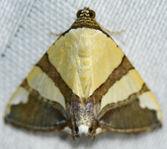 Eulepidotis julianata