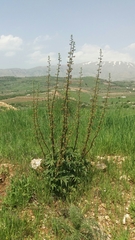 Scrophularia rubricaulis