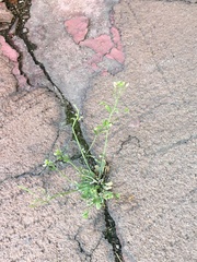 Capsella bursa-pastoris