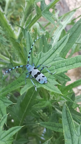 Alpine longhorn Rosalia