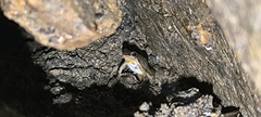 Caracas Collared Frog photo 3