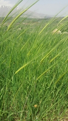 Hordeum spontaneum