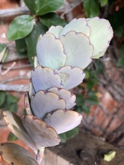Kalanchoe marnieriana