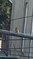 Passer domesticus
