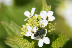 Malachius bipustulatus