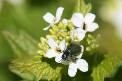 Malachius bipustulatus