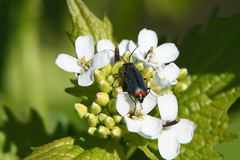 Malachius bipustulatus