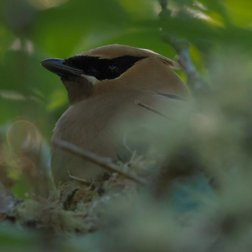 Cedar Waxwing photographed in Washington