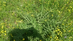 Cirsium phyllocephalum