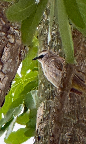 Pycnonotus goiavier