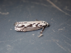 Ethmia semitenebrella