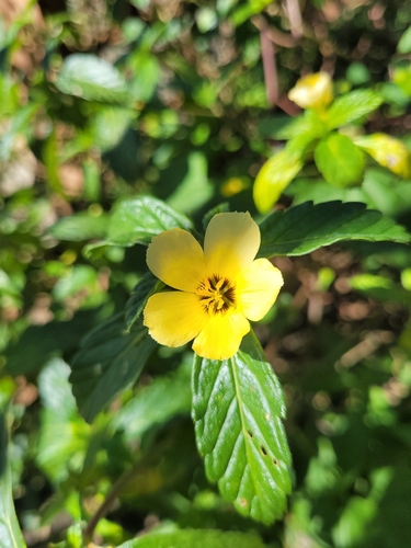 Cuban Buttercup