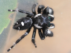 Phidippus audax