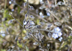 Myosotis ramosissima