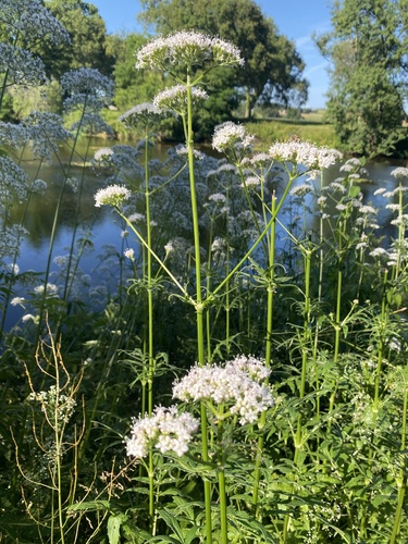 common valerian