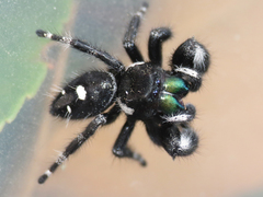 Phidippus audax