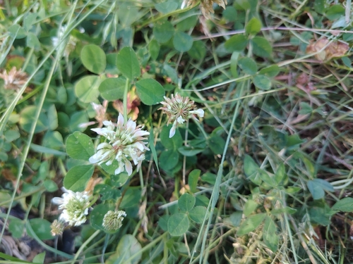 white clover