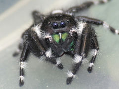 Phidippus audax
