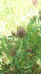 Trifolium dasyurum