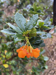 Berberis ilicifolia, photograph (c) Sebastián Saiter V., some rights reserved (CC BY)