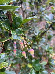Berberis ilicifolia, photograph (c) Sebastián Saiter V., some rights reserved (CC BY)