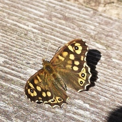 Pararge aegeria