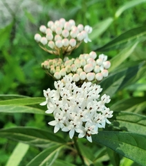 Asclepias perennis image