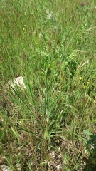 Tragopogon coelesyriacus