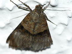 Melipotis fasciolaris