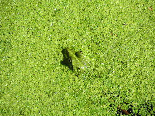 Rana común, Pelophylax perezi
