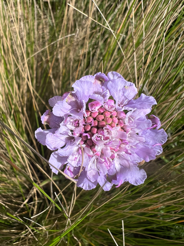 Small Scabious