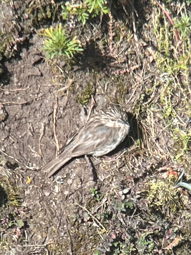 Ankober Serin