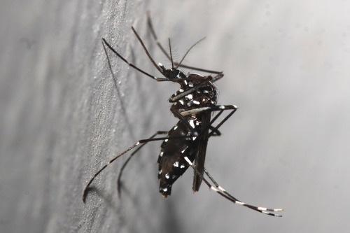 Asian Tiger Mosquito