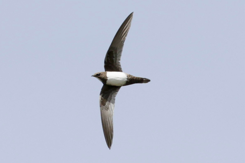 Alpine Swift
