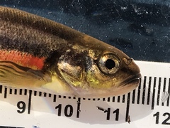 Chrosomus neogaeus