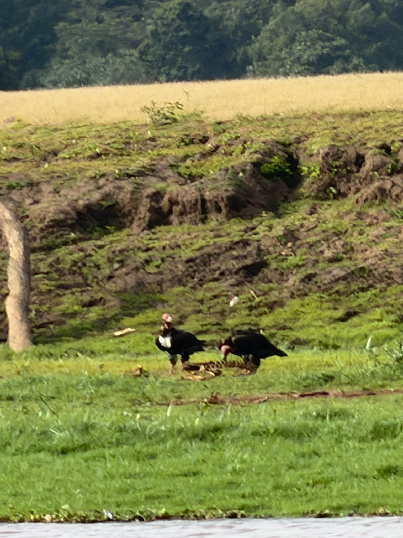 Red-headed Vulture (Sarcogyps calvus), photo 2
