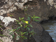 Ludwigia elegans