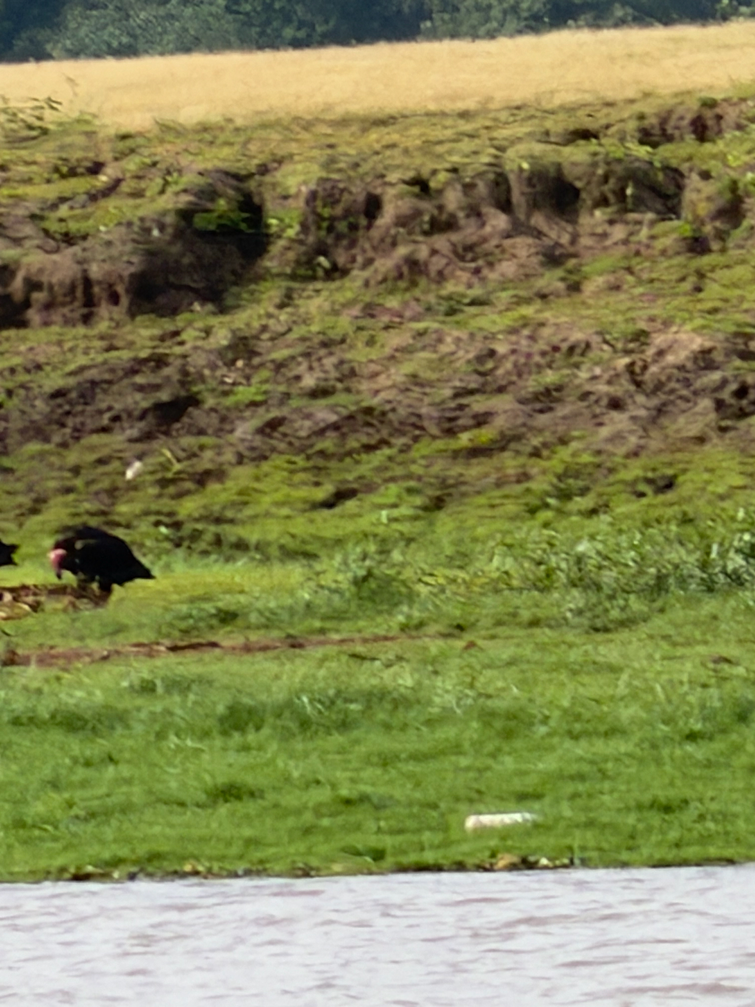 Red-headed Vulture (Sarcogyps calvus), photo 8