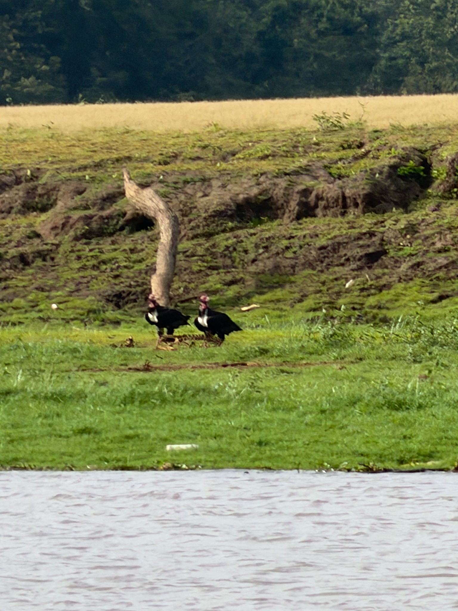 Red-headed Vulture (Sarcogyps calvus), photo 3