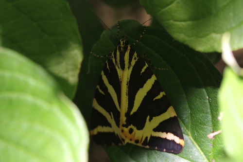 Jersey Tiger
