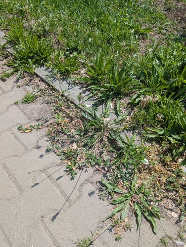 ribwort plantain