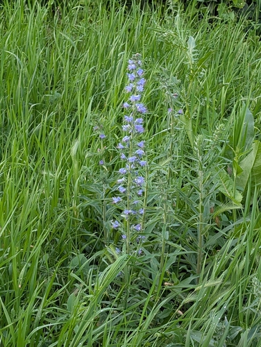 viper's-bugloss