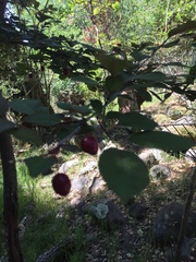 Prunus occidentalis