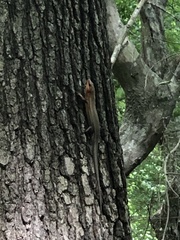 Plestiodon laticeps