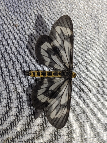 Cystidia truncangulata