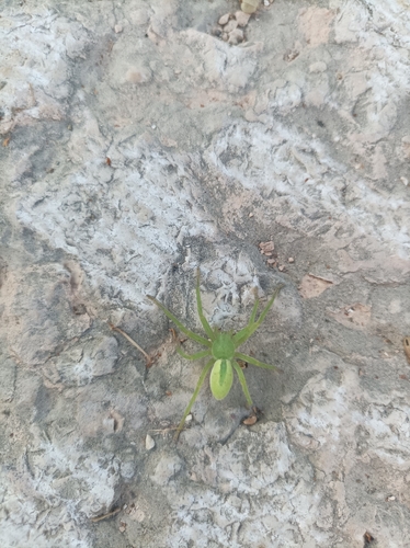 Green Huntsman Spider
