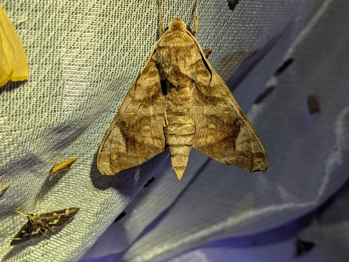 Acosmeryx castanea